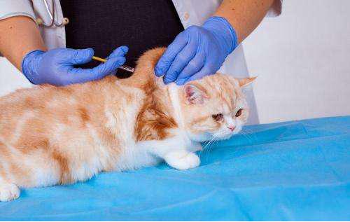 貓傳腹症狀與治療方法（貓傳腹家長親述治愈過程）6
