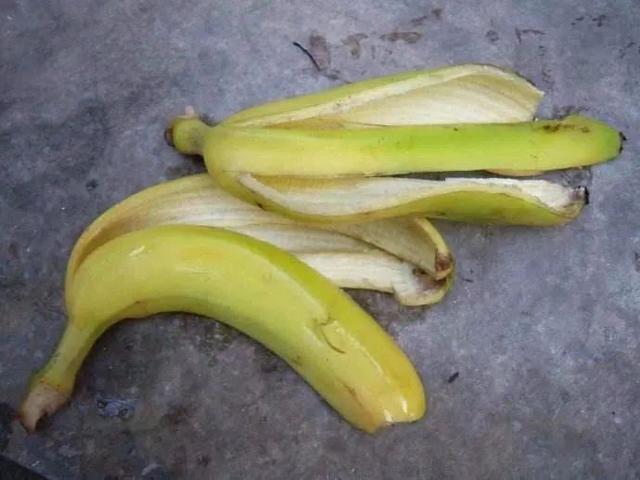 香蕉皮是怎麼用來養花的（香蕉皮是個好東西）5