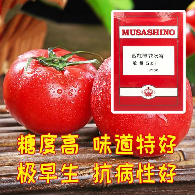 不用大棚種植的優質番茄品種（這個番茄品種糖度高）2