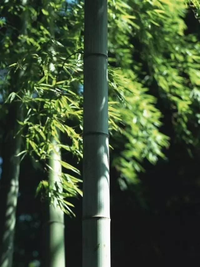 竹子的驚人定律（原來這就叫竹子定律）2