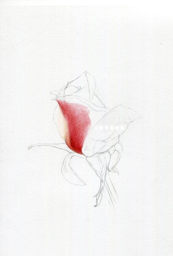 用鉛筆畫一朵逼真的玫瑰（老王教你畫一朵玫瑰花）13