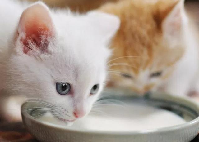 為什麼貓咪喝牛奶會拉肚子（有些貓咪喝牛奶會腹瀉）3