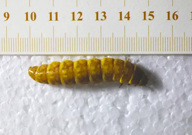 巨型火體蟲真實（5厘米巨型螢火蟲現身四川）4