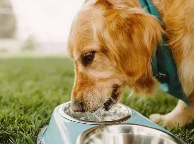 四個月的狗狗為什麼總大量喝水（如果它一直喝水）5