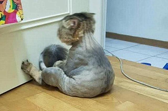 貓咪剃短毛對貓咪有影響嗎（可以幫貓咪剃光毛發嗎）2