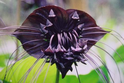 世界上為什麼沒有純黑色的花（罕見的12種黑色花）18
