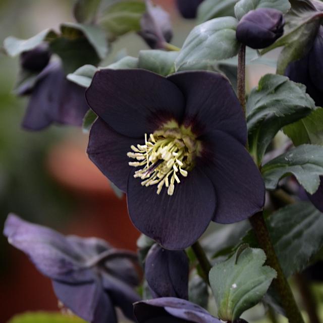六種藍紫色的花（這9種稀有的黑色花朵）6