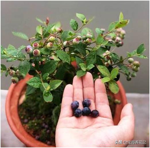 藍莓的種植養護和管理（如何将藍莓種植及養護到最好狀态）4