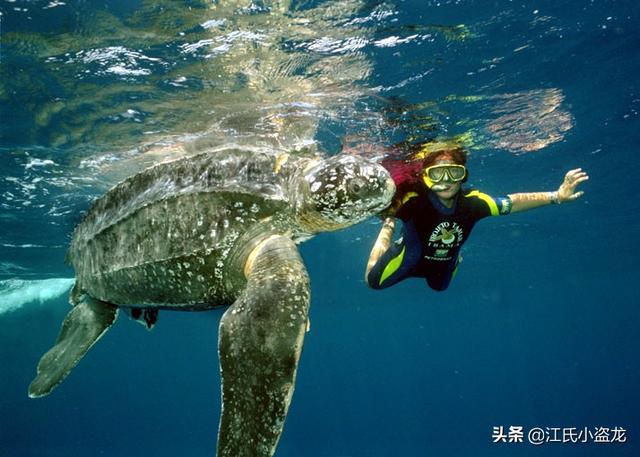 世界上體型最大的海龜是什麼龜（背殼能停小汽車的遠古巨龜）5