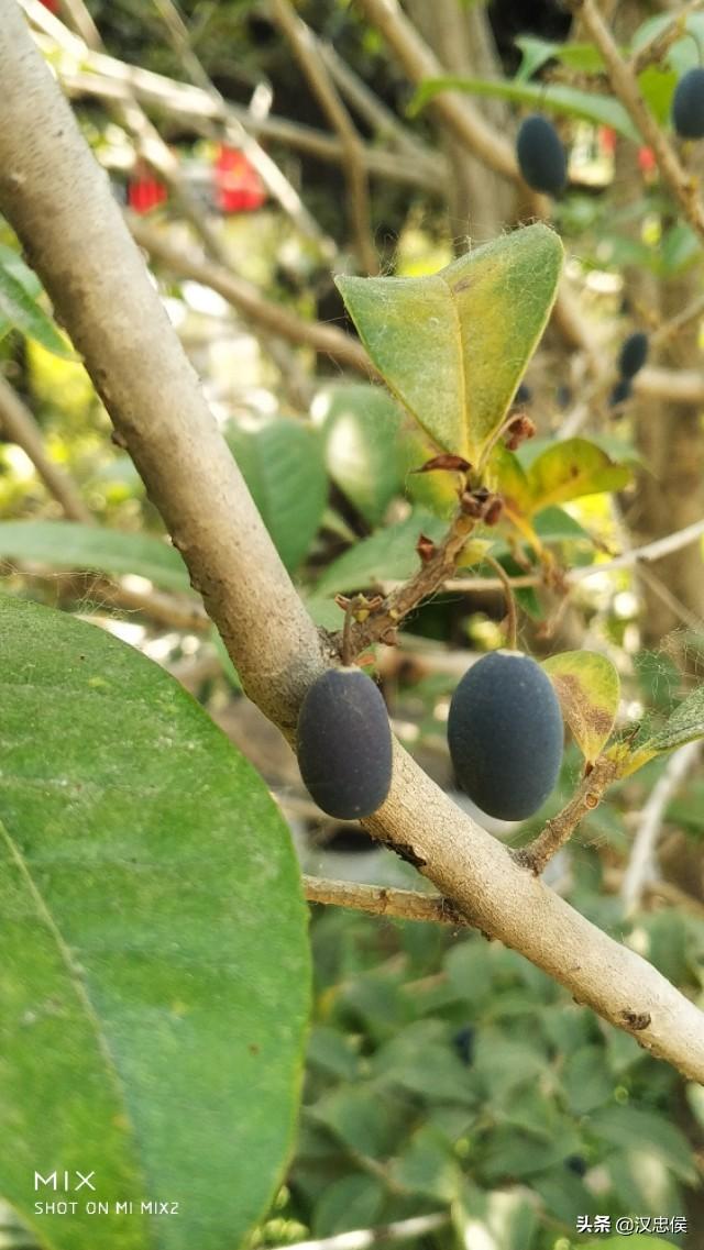 桂花樹結的黑果實能吃嗎（桂花樹上結的這個果子能吃嗎）2