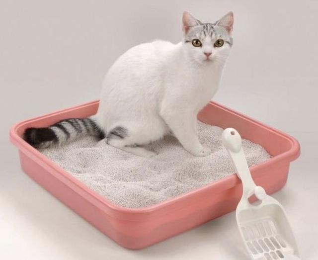 怎麼教小貓用封閉貓砂盆（訓練小貓使用貓砂盆的方法和技巧）1