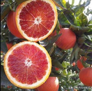 意大利血橙對皮膚的功效與作用（玫瑰血橙功效與食用禁忌）1