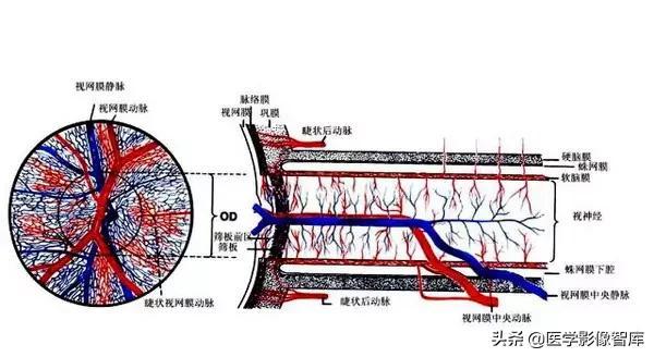 ct與mri斷層解剖學袖珍圖譜電子版（眼眶MRI斷層解剖速查圖譜）32