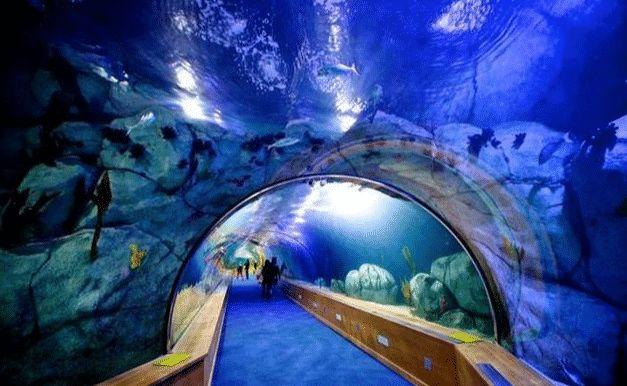 世界上最大的水族館在哪（世界上最大的5座水族館）4
