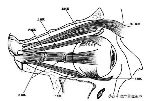ct與mri斷層解剖學袖珍圖譜電子版（眼眶MRI斷層解剖速查圖譜）20