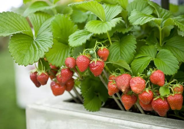 哪些草莓品種适合盆栽（草莓盆栽品種那麼多）9