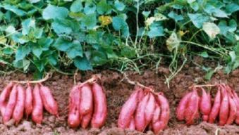 紅薯栽秧後怎樣才能提高成活率（選用這種栽插方法）2