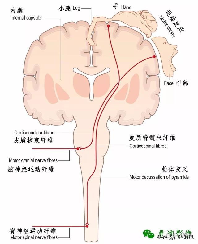 中樞神經系統由腦組成（中樞神經系統腦）6