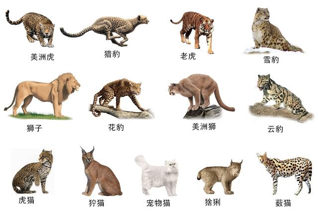 豹貓到底是幾級保護動物（不會咆哮的都是貓亞科動物）5