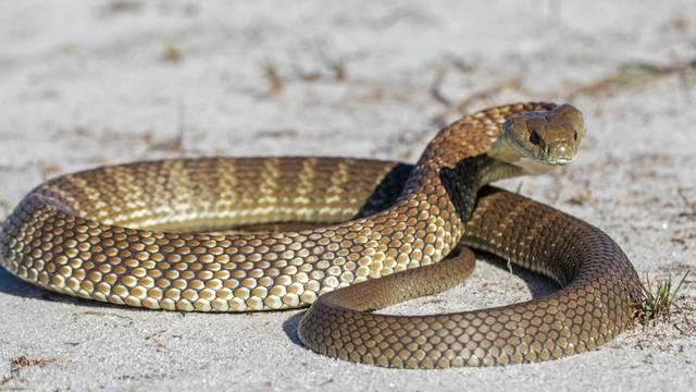 最危險的10種毒蛇（10種最緻命的毒蛇）5
