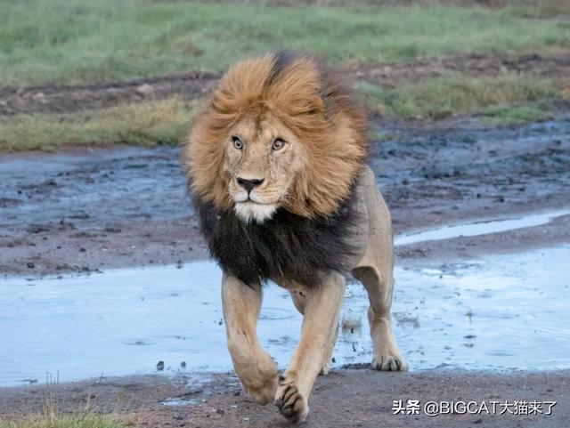雄獅最大能長到多少斤（卻被5厘米深的小溪擋住去路）4