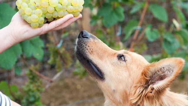 經常給狗狗吃葡萄好嗎（給狗狗吃水果保持健康）6