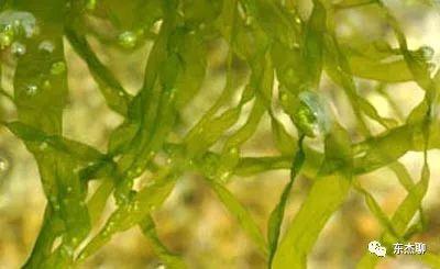 海缸裡面綠藻太多是什麼原因（綠色藻的處理與治療）5