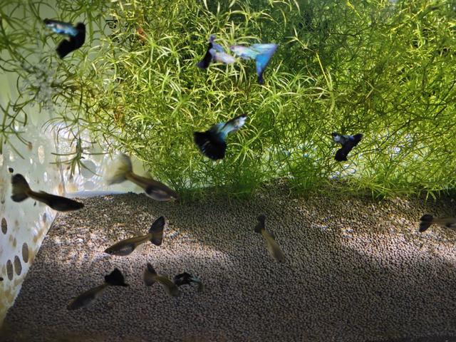 怎麼養出一缸好綠水給孔雀魚（打造一個近似完美的孔雀魚空氣缸）1