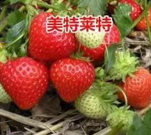 四季結果的草莓有哪些（看看神奇的四季草莓）6