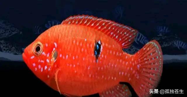 熱帶魚的種類大全及名稱（熱帶魚常見的十個品種）8