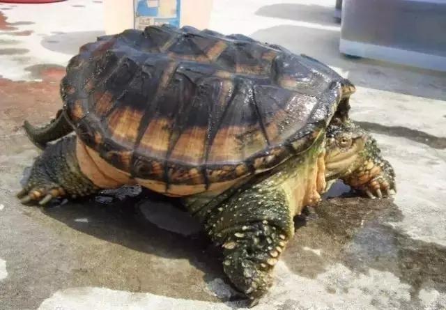 最長的龜可以活多長時間（你知道你的龜能活多久嗎）3