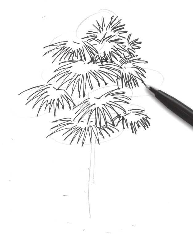 速寫植物臨摹圖簡單（植物速寫很難畫）11