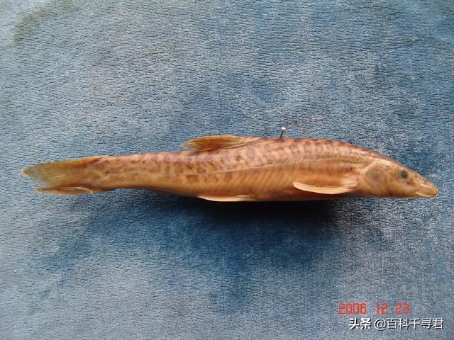 青海湖的魚是不是很多（青海湖裡隻有一種魚類嗎）3