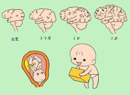 嬰兒多大能腦發育完全（如何判斷不同月齡寶寶腦發育是否正常）1