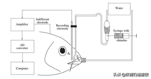 歐鯉釣法全過程（話說歐鯉釣科學篇）8