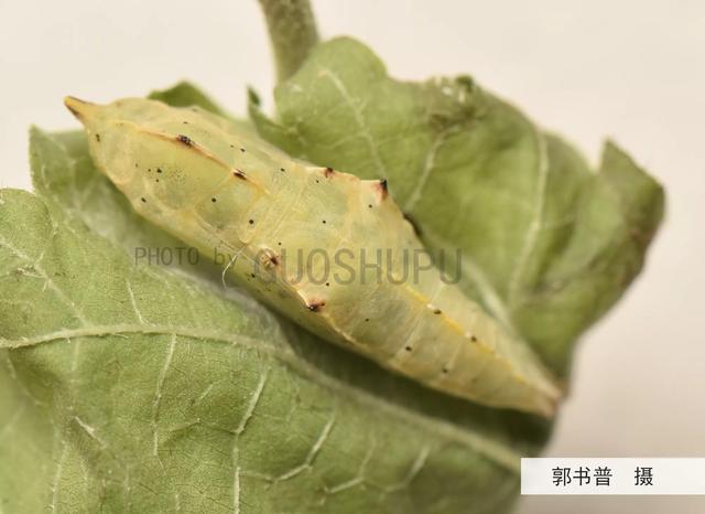 小白菜蟲種類（這種輕飄漫舞的小白蝶原來是蔬菜的一種大害蟲一菜青蟲）5