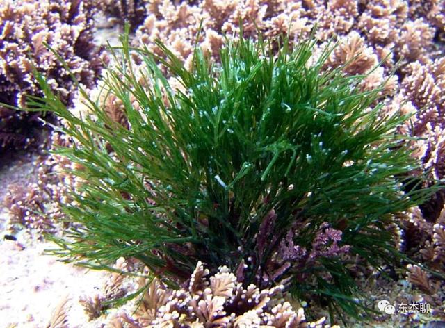 海缸裡面綠藻太多是什麼原因（綠色藻的處理與治療）15