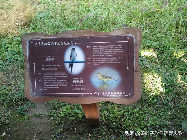上海共青森林公園有什麼項目玩（強烈推薦-上海共青國家森林公園-超級适合散心遊玩以及睡覺）27