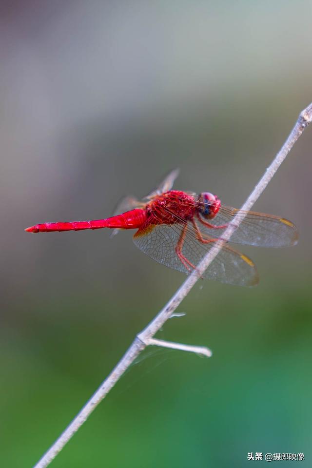最美的紅蜻蜓（讓我再靠近瞅一瞅兒時的最愛）7