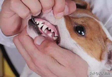 狗狗一般多久換牙（狗狗從多大開始換牙呢）2