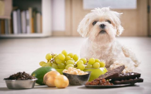 經常給狗狗吃葡萄好嗎（給狗狗吃水果保持健康）3