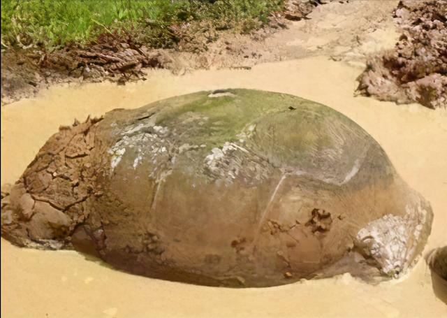 黃河巨龜事件下落（黃河發現三層樓高的巨龜）6