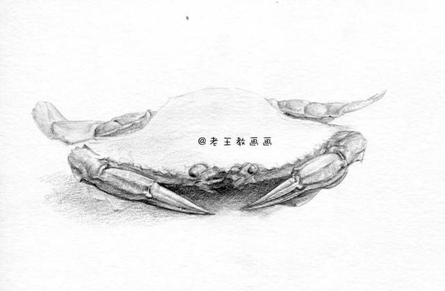 畫螃蟹最簡單畫法（教你畫一隻大螃蟹）8