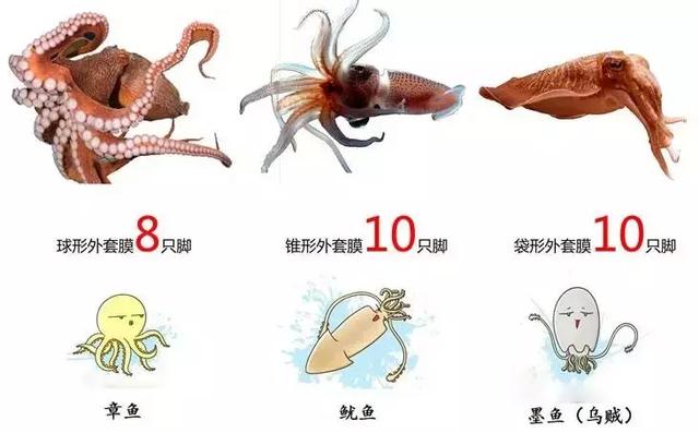 章魚智商真的比人高嗎（你絕對想不到章魚的智商有多可怕）1