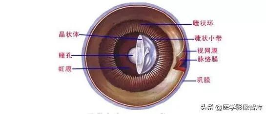 ct與mri斷層解剖學袖珍圖譜電子版（眼眶MRI斷層解剖速查圖譜）19