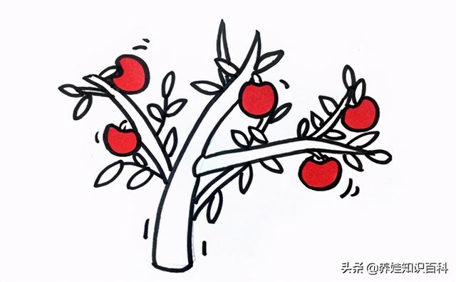 蘋果樹怎麼畫非常難（一步一步教給你）5