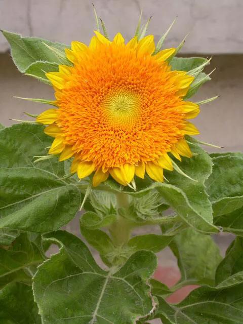 重瓣太陽花的類型（重瓣向日葵欣賞）4