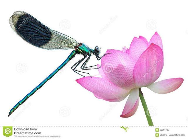 蜻蜓和豆娘是不是屬于同一種（蜻蜓目中的蜻蜓和豆娘的區分）4