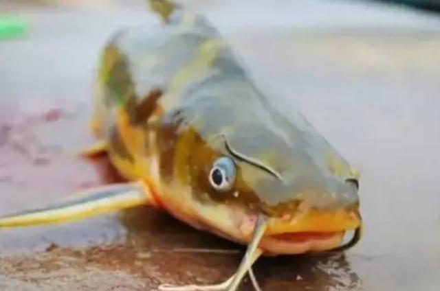 黃骨魚水質管理方法（對付黃骨魚别隻傻用蚯蚓）3