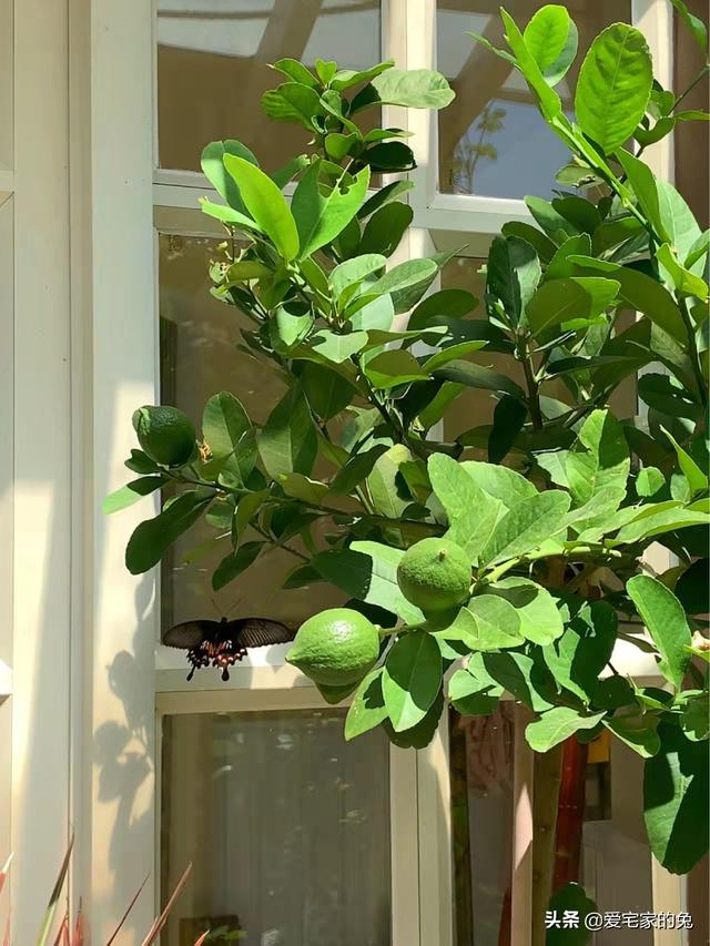 檸檬樹客廳大盆栽（用檸檬樹當軟裝也太絕了）5